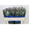 Aster Cassandra