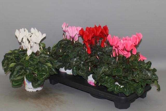 <h4>CYCL GR SUP XL</h4>