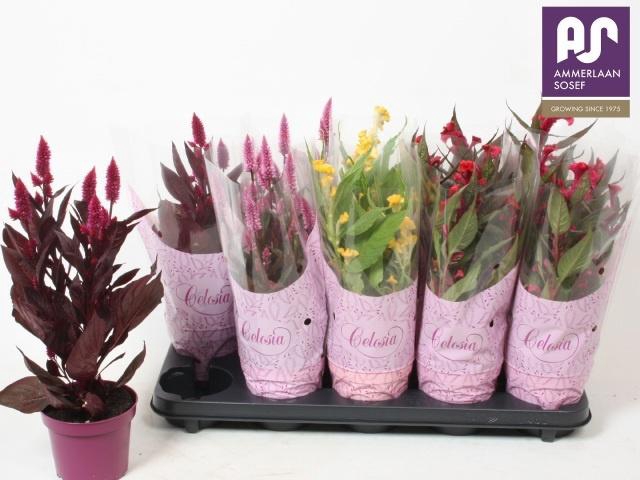 <h4>CEL ARGENTEA GEM</h4>