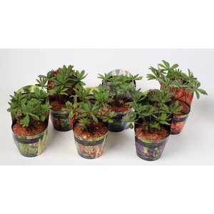 Lupinus 'West Country' Mix - 17 cm in potcover