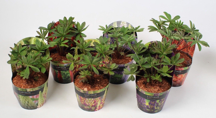 <h4>Lupinus 'West Country' Mix - 17 cm in potcover</h4>
