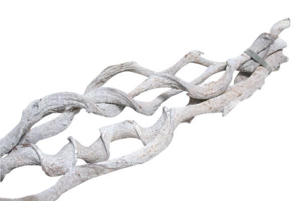 Bundle Curly Vine 5pc L60 D2/5