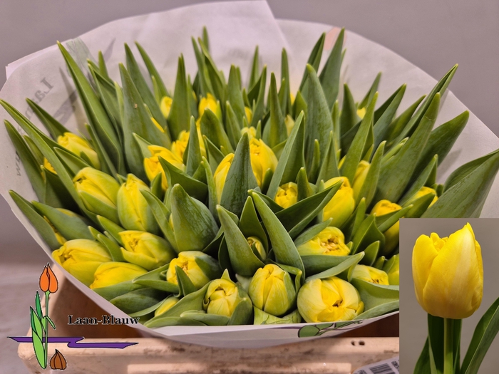 <h4>TU DU MARIE JO</h4>