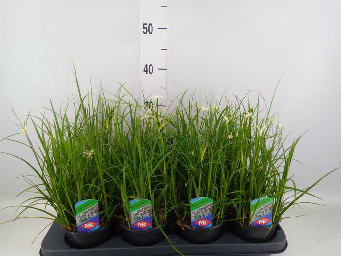 <h4>Rhynchospora colorata</h4>