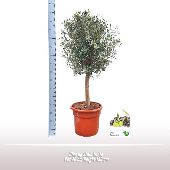 <h4>Olea europaea</h4>