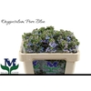 Oxypetalum Tweedia Blue