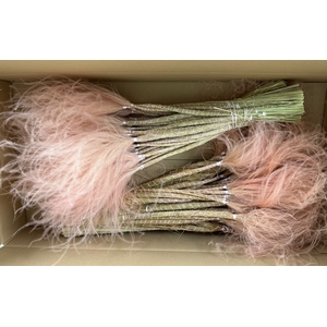 DF Stypha 60cm Bs Light Pink