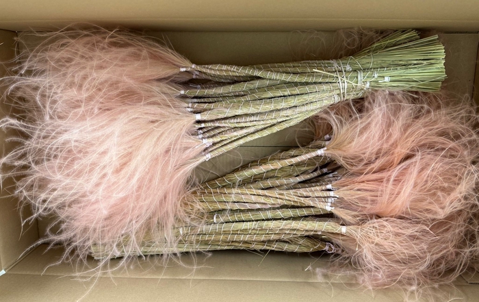 <h4>DF Stypha 60cm Bs Light Pink</h4>