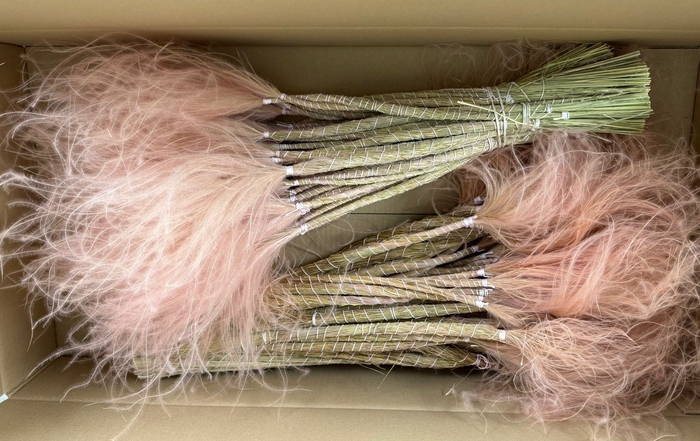 <h4>DF Stypha 60cm Bs Light Pink</h4>