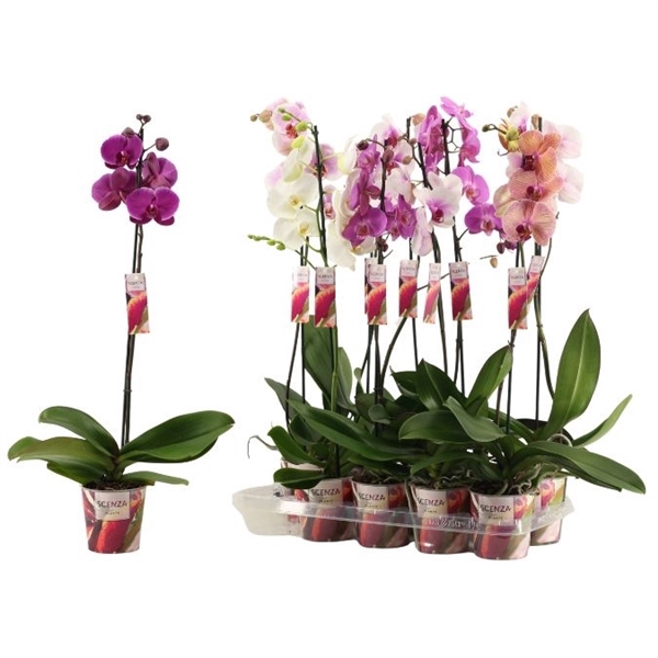 <h4>Phalaenopsis 1 tak 10+/vertakt mix lang (Scenza)</h4>