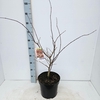 Acer palmatum (Matsumurae Grp) Chit