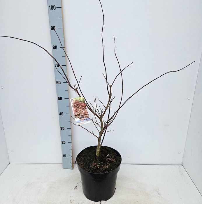 Acer palmatum (Matsumurae Grp) Chit
