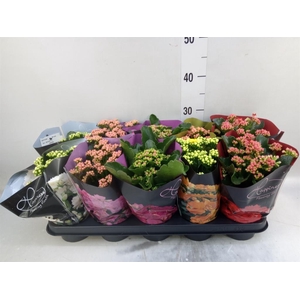 Kalanchoe blos. 'Perfecta'  ..mix 5