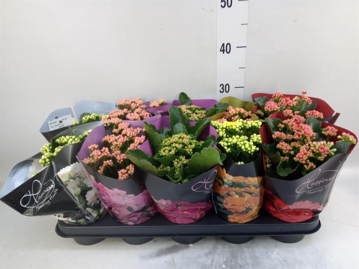 <h4>Kalanchoe blos. 'Perfecta'  ..mix 5</h4>