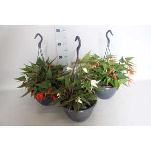 Hangpot 23 cm Begonia Divers