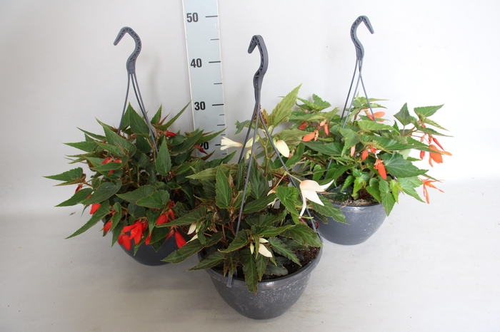 <h4>Hangpot 23 cm Begonia Divers</h4>