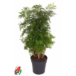 Polyscias Fr Ming Vertakt