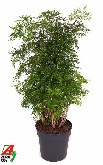 <h4>Polyscias Fr Ming Vertakt</h4>