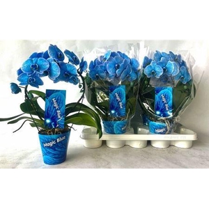 Phal **paint** Bow Blue
