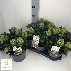 ** Skim J White Globe 5-6 * Autumn Promo