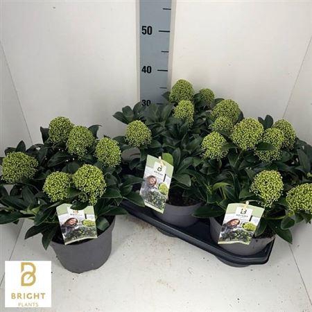 <h4>** Skim J White Globe 5-6 * Autumn Promo</h4>