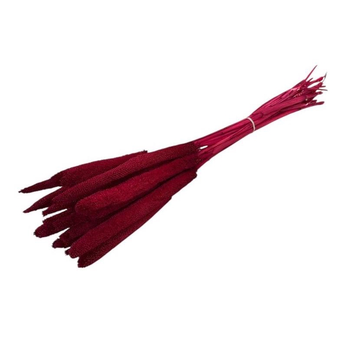 <h4>Droogbloem Babala 70cm x15</h4>