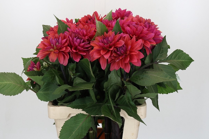 Dahlia American Dawn