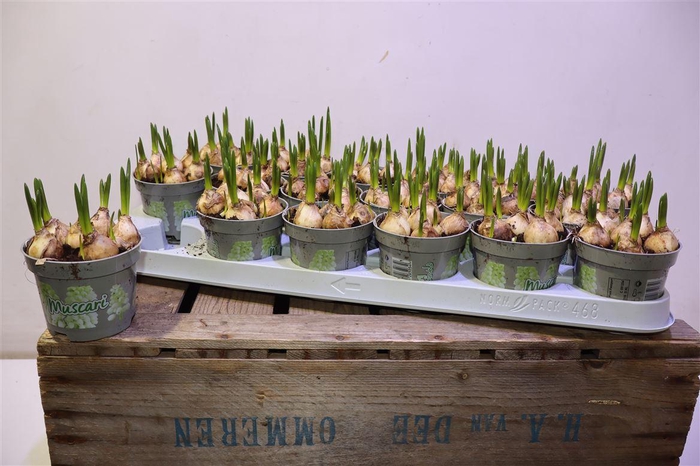 <h4>Muscar White Magic</h4>