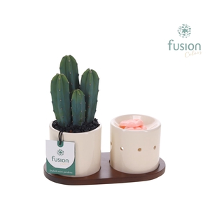 Fusion Scents keramiek Gift set plankje met Cactus