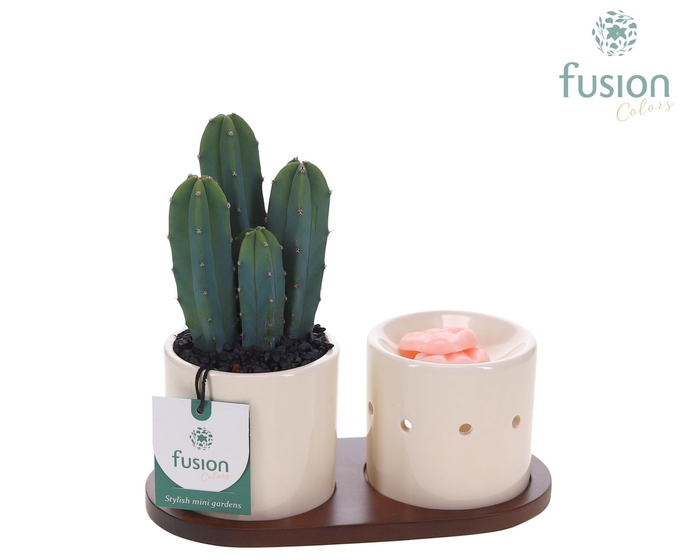 <h4>Fusion Scents keramiek Gift set plankje met Cactus</h4>
