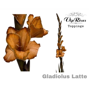 GLAD GR LATTE