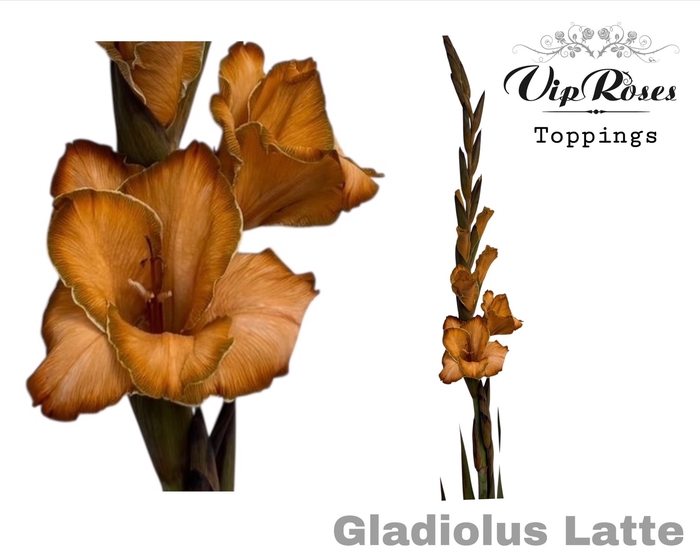<h4>Glad Gr Latte</h4>