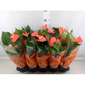 Anthurium andr. 'Prince of Orange'