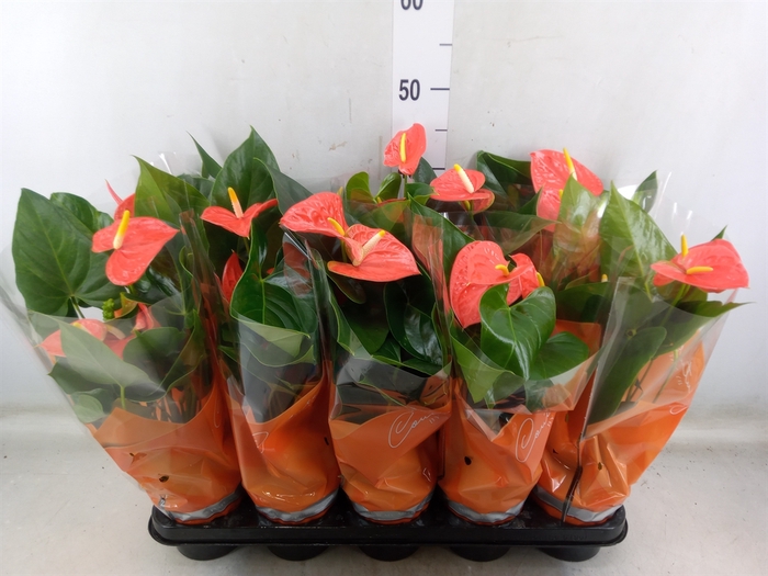 <h4>Anthurium andr. 'Prince of Orange'</h4>
