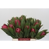 Protea Brenda