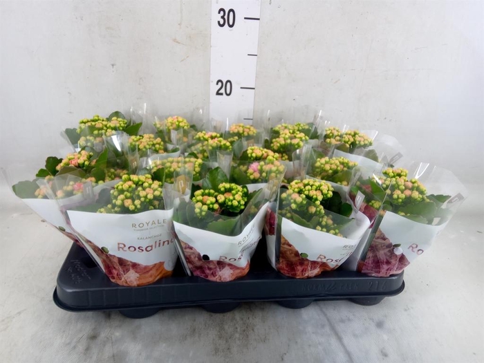 <h4>Kalanchoe blos. 'RosDon Alano'</h4>