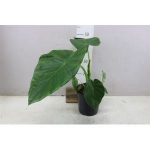 Alocasia Macrorrhiza