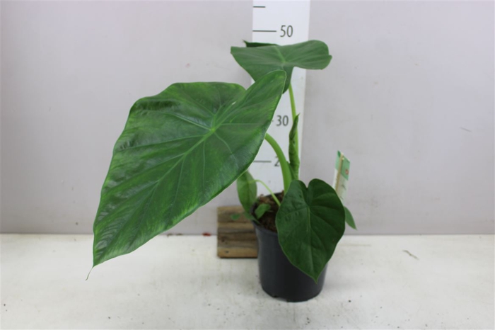 Alocasia Macrorrhiza