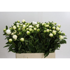 Paeonia Duchesse De Nemours