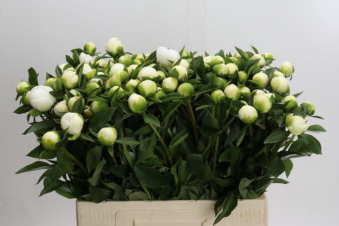 Paeonia Duchesse De Nemours