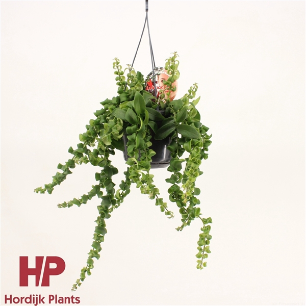 <h4>Aeschynanthus 'Rasta'</h4>