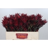 Leucadendron Blush Spray