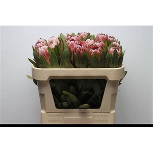 PROTEA PINK ICE
