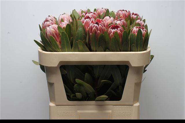 <h4>PROTEA PINK ICE</h4>
