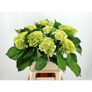 Hydr M Lima 90cm