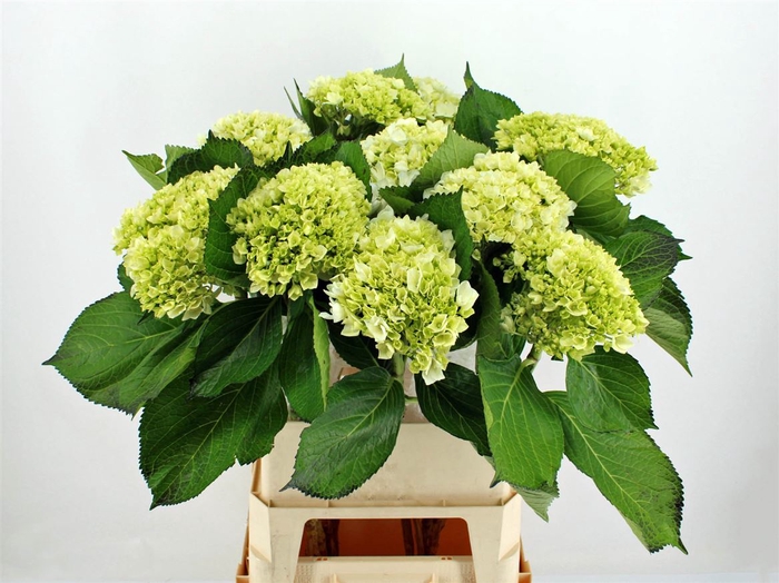 <h4>Hydr M Lima 90cm</h4>