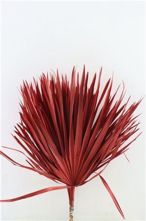 Dried Chamaerops (10tk) Red Bunch