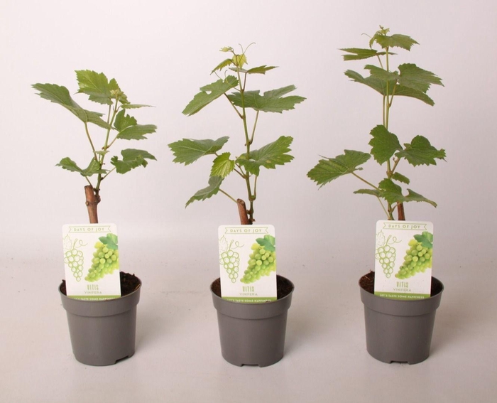 <h4>Vitis Vinifera</h4>
