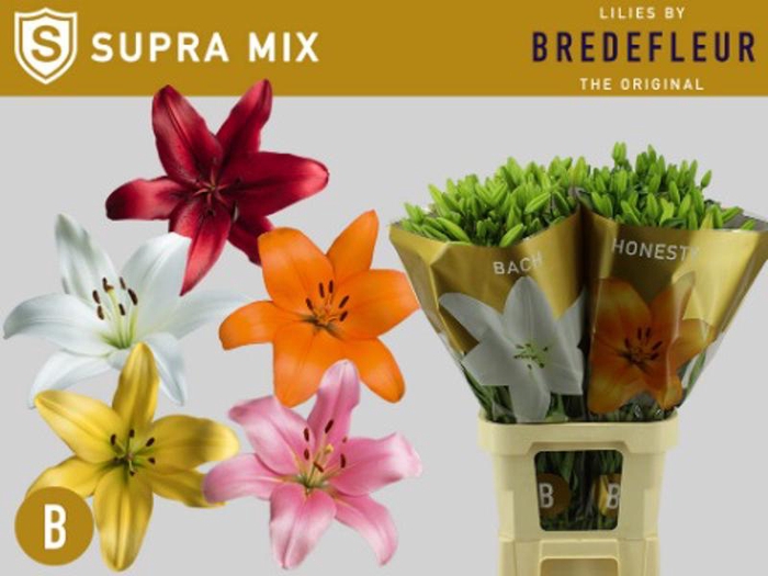 <h4>Li La Mix Supra 5+ Bredefleur</h4>