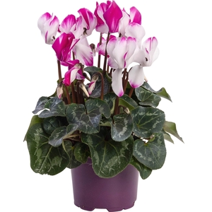 Cyclamen Fusion paars
